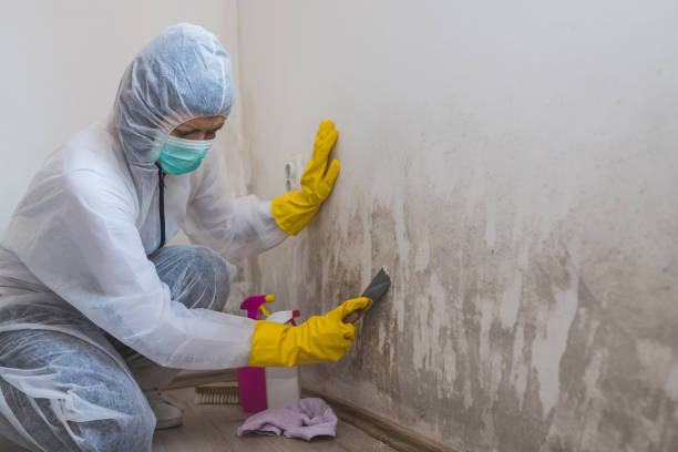 Best Residential Mold Removal  in USA